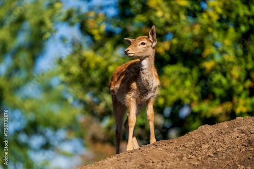 Young Fallow Deer standing on the hill.