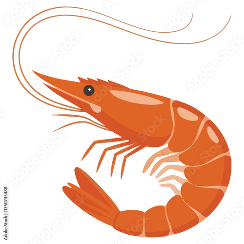 shrimp on a white background