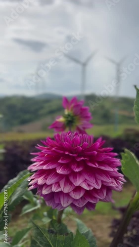 Beautiful pink dahlia flower with wind turbines in the background, close up