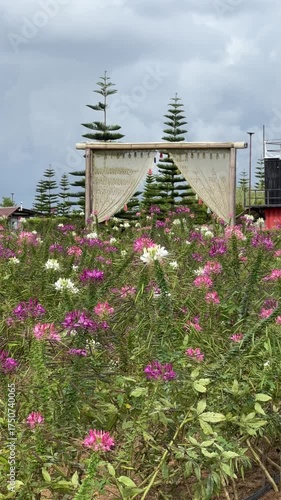 August 10 2025, Phetchabun province, Thailand : Wind turbine and hot air ballon in the flower field  at Rai Jerchai, Khao Kho. 