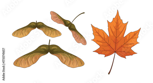 Autumn maple seeds and a single orange leaf display the beauty of nature's vibrant colors.