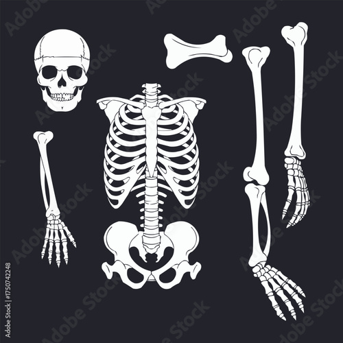 Human Skeleton Bones Illustration, anatomical skull and ribcage vector, medical educational diagram in monochrome style