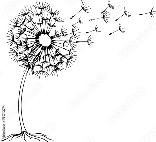 Obraz na plátně Delicate dandelion blowing in the wind, seeds scattered, symbolizing fragility a