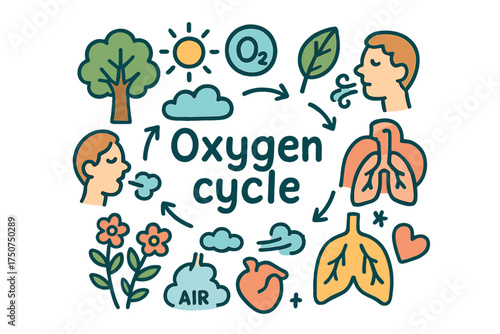 Oxygen Cycle Doodle. Oxygen cycle. Hand-drawn doodle illustration of Oxygen cycle. tree, leaf, sun, clouds, O2