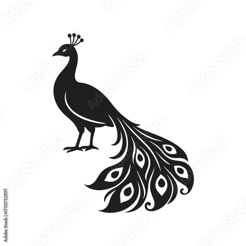 peacock vector illustration