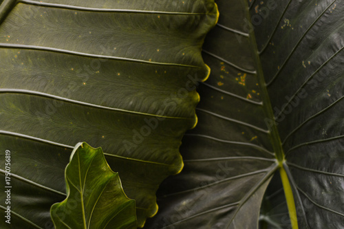 natural detail portrait of taro leaves for background