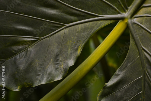 natural detail portrait of taro leaves for background