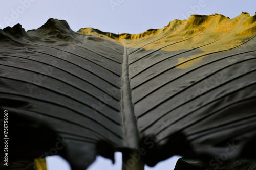 natural detail portrait of taro leaves for background