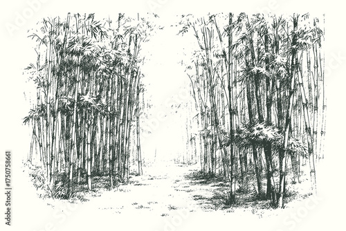 Detailed hand-drawn bamboo forest in vintage engraving style, showing a serene path among tall stalks. Perfect for zen art, prints, or posters.