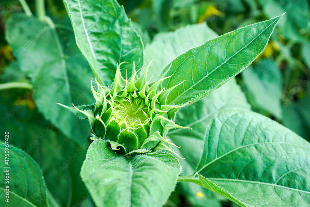 Fototapeta premium Sunflower buds, among green leaves and soft blurred style for background, selective focus point.