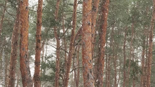 Snowfall in Winter Pine Forest with Tall Evergreen Trees Covered in Snow During Falling Snowflakes. Scenic Nature. Landscape, Winter Background