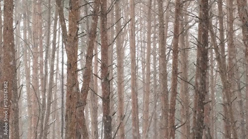 Snowfall in Winter Pine Forest with Tall Evergreen Trees Covered in Snow During Falling Snowflakes. Scenic Nature. Landscape, Winter Background