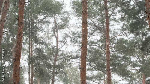 Snowfall in Winter Pine Forest with Tall Evergreen Trees Covered in Snow During Falling Snowflakes. Scenic Nature. Landscape, Winter Background