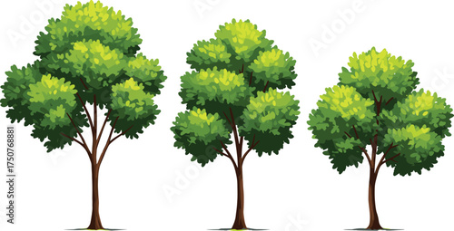 Three vibrant green deciduous trees in cartoon style, ideal for nature designs, educational materials, spring themes, and eco-friendly projects with clean white background