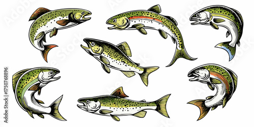 Collection of seven vibrant illustrations of rainbow trout and brown trout in dynamic poses