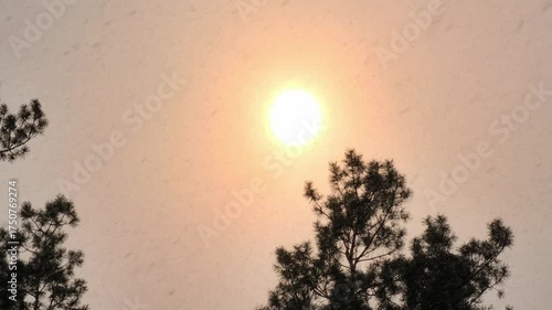 Golden Sunset Over Snowy Pine Forest During Falling Snow. Snowfall in Winter Pine Forest with Red Sun in the Sky