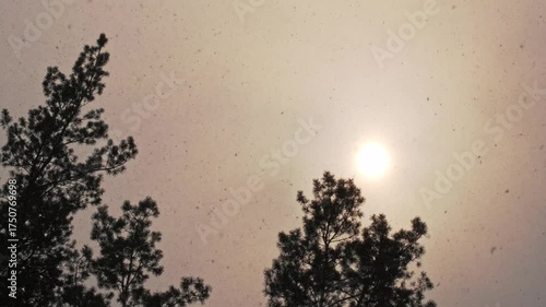 Beautiful Winter Sunset in Snowy Pine Forest with Falling Snow and Golden Sunlight Creating Peaceful Nature Landscape Background