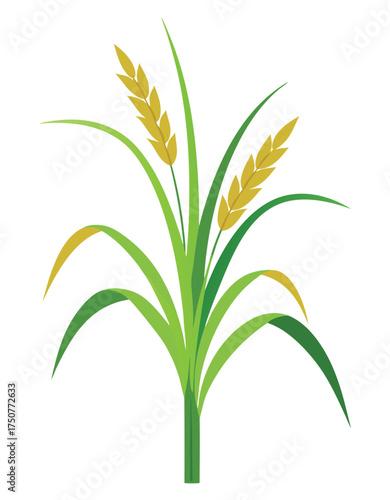 Grain Plant Vector Illustration for Farming Concept