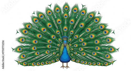 Majestic peacock with its vibrant and colorful feathers fully displayed a symbol of beauty, pride, and elegance