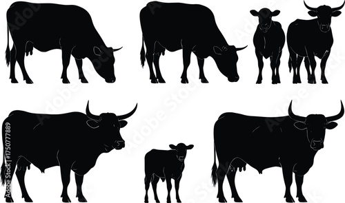 Silhouette vector illustration of cows and calves standing and grazing, domestic farm animals, cattle livestock design for agriculture, rural countryside concept