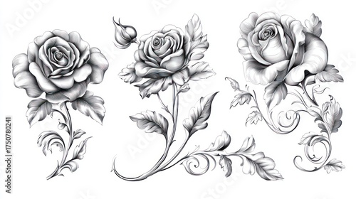 Detailed black and white rose illustrations for design elements