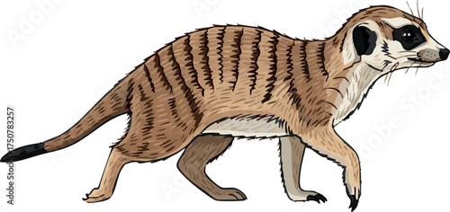 Meerkat Walking Isolated on White Background Realistic Vector Illustration, Side View