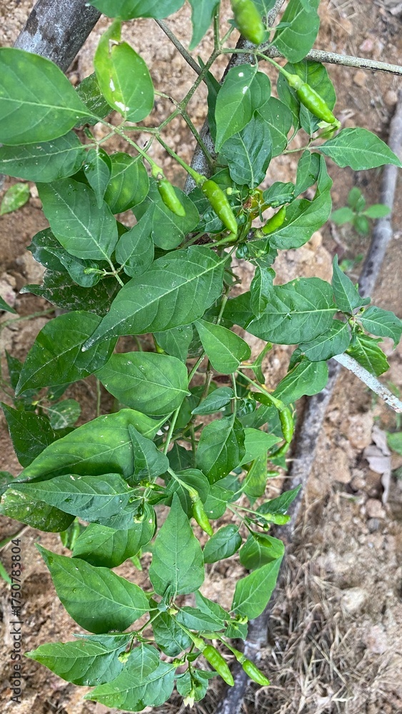 Fototapeta premium fresh vegetables in a greenhouse