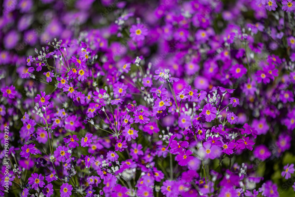 Fototapeta premium vibrant purple primrose flowers blooming in a garden during springtime. Ideal for floral backgrounds, nature themes, seasonal greetings botanical design elements.