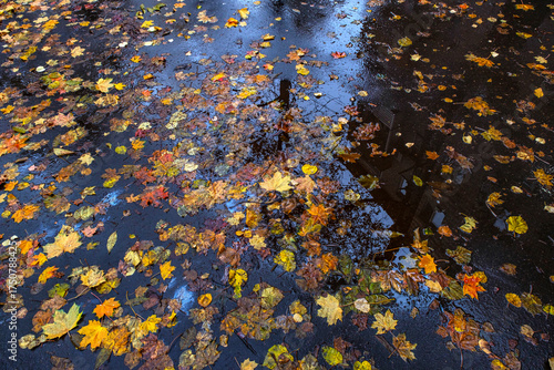 Fallen autumn leaves on wet asphalt after rain