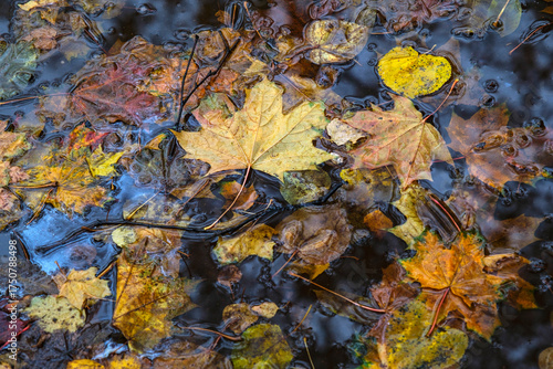 Fallen autumn leaves in a puddle after rain