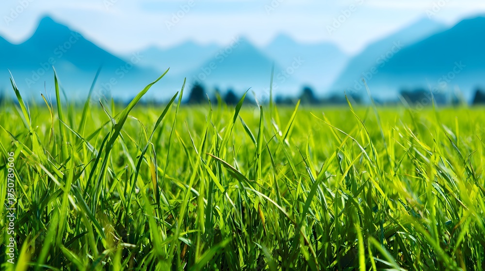 Fototapeta premium Lush green grass sways gently in the foreground with distant mountains under a clear sky.