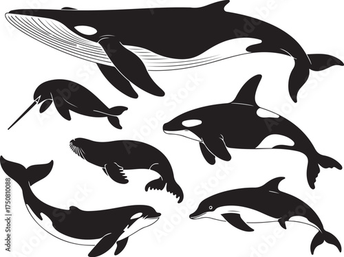 Ocean mammals collection whale dolphin orca narwhal seal