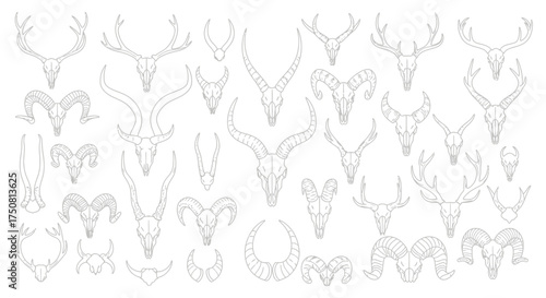 An array of animal skulls, including deer, rams, and other horned creatures, are displayed in a light, line-art style on a white background.