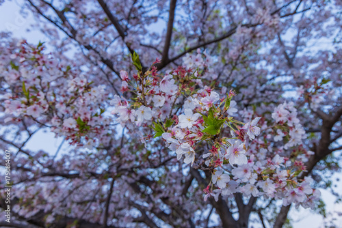 Wallpaper Mural 春に咲き誇る満開の桜と花びらの風景 Torontodigital.ca