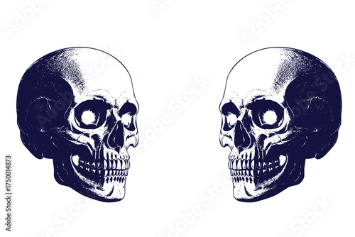 Detailed engraved human skull on white background