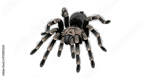Detailed illustration of a large, hairy tarantula with striped legs, an arachnid known for its size and distinct features, isolated on a white background.