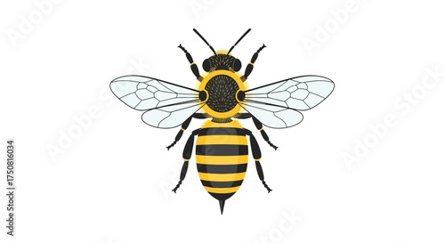 Isolated detailed vector illustration of a honeybee, showcasing its distinctive markings and