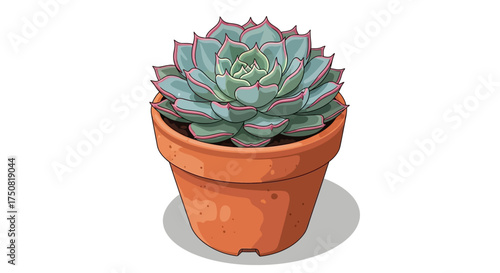 Beautiful Echeveria Succulent Plant in Terracotta Pot.