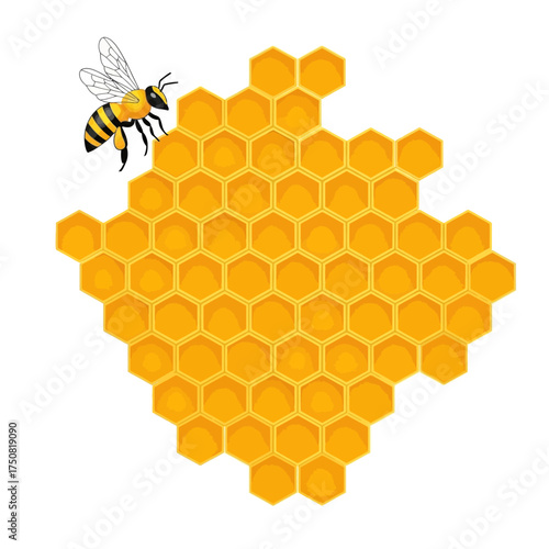 Bee and Honeycomb Illustration.