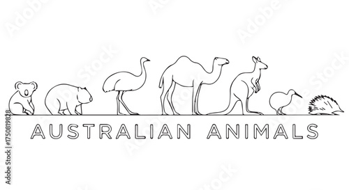 Illustration of australian animals isolated on transparent background
