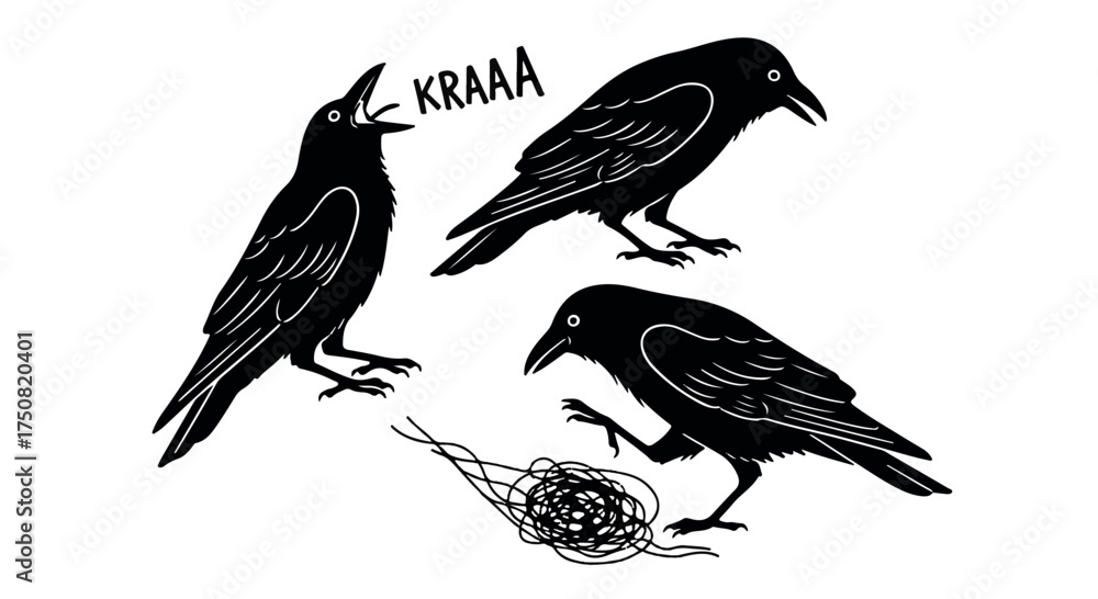 Obraz premium Three black crows cawing and interacting with a tangled mess isolated on transparent background