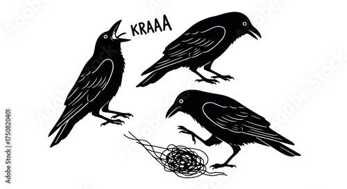 Three black crows cawing and interacting with a tangled mess isolated on transparent background