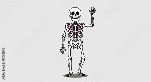 Cheerful cartoon skeleton character waving its hand in a friendly gesture, isolated anatomical vector illustration