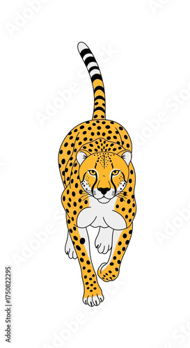 Cheetah Walking Forward with Black and White Tail.