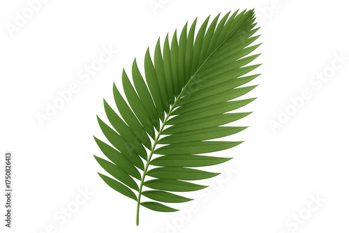 Green palm frond leaf capturing exotic travel, tropical vacation, and natural beauty. Isolated botanical plant element