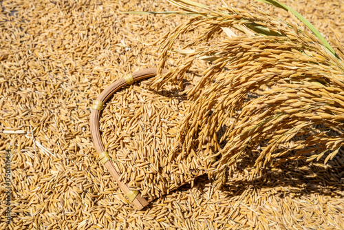 Rice grains and rice ears exposed to the sun in autumn