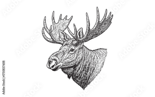 large male moose with massive antlers