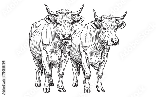 bulls or longhorn cattle standing side by side