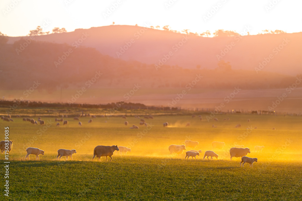 Obraz premium Flock of sheep returning to the farm at sunset, raising dust under the golden spring sky in South Australia.