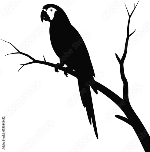 Vector illustration of a black and white bird